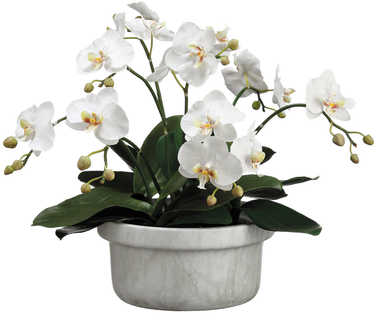 White Orchid Terra Cotta Pot main image 0