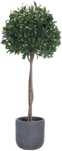 70" BAYLEAF TOPIARY