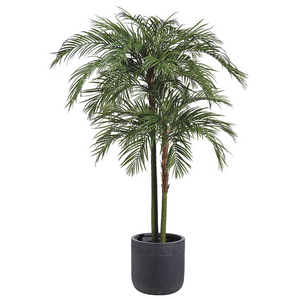 ARECA PALM TREE