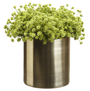 BABYS BREATH IN CYLINDER