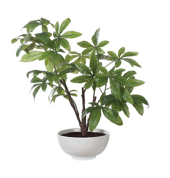 PACHIRA MONEY TREE – Donna's Home Furnishings