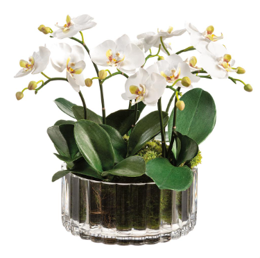 Phalaenopsis in Ribbed Glass Vase