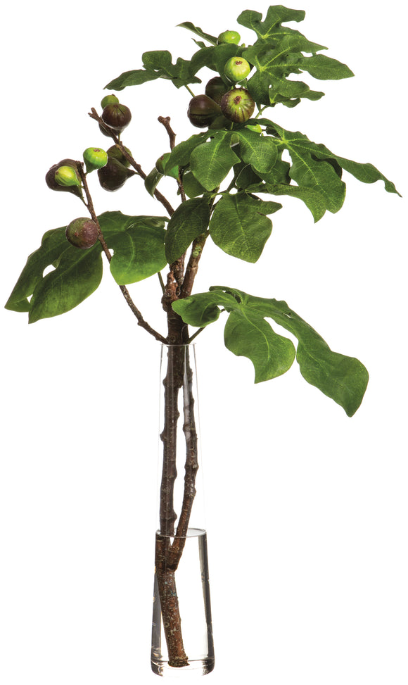 FIG BRANCHES